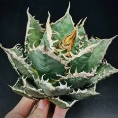 2026年最新】チタノタ海王の人気アイテム - メルカリ