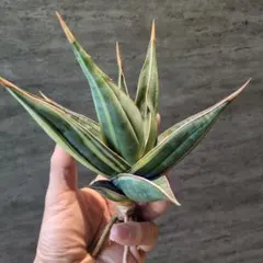 2026年最新】サンセベリア ピングイキュラの人気アイテム - メルカリ