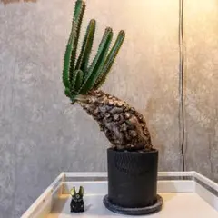 2026年最新】ユーフォルビアムランジーナの人気アイテム - メルカリ