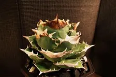 2026年最新】トリケラトプス アガベの人気アイテム - メルカリ