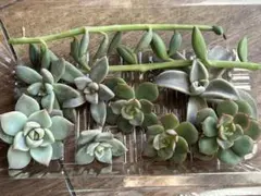 2026年最新】青典牡丹 多肉の人気アイテム - メルカリ