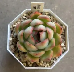 2026年最新】優木園の人気アイテム - メルカリ