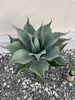 2026年最新】オバティフォリア フロスティブルーの人気アイテム - メルカリ