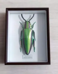 2026年最新】標本箱 ドイツの人気アイテム - メルカリ