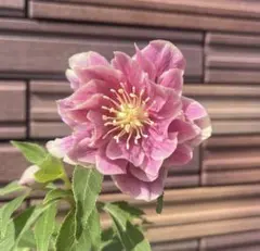 2026年最新】広瀬園芸 クリスマスローズの人気アイテム - メルカリ