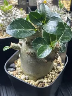 2026年最新】アデニウム ドワーフの人気アイテム - メルカリ