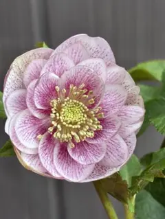 2026年最新】広瀬園芸の人気アイテム - メルカリ