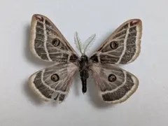 2026年最新】標本 ヤママユの人気アイテム - メルカリ