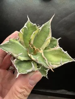 2026年最新】アガベシーザー錦の人気アイテム - メルカリ