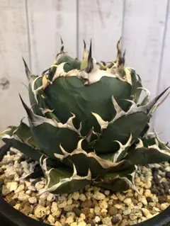 2026年最新】アガベ 子株 セットの人気アイテム - メルカリ