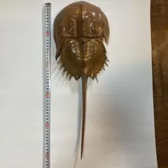 2026年最新】カブトガニ 標本の人気アイテム - メルカリ