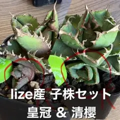 2026年最新】皇冠 子株の人気アイテム - メルカリ