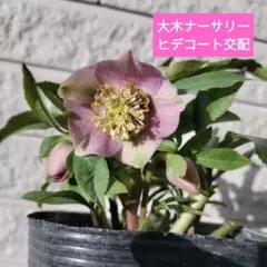 2026年最新】大木ナーサリー クリスマスローズの人気アイテム - メルカリ