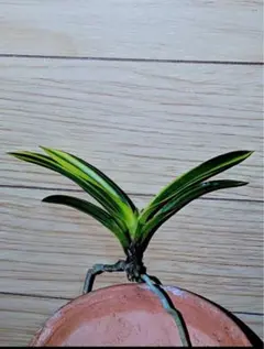 2026年最新】富貴蘭 金牡丹の人気アイテム - メルカリ