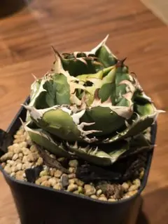 2026年最新】COK cg-01の人気アイテム - メルカリ