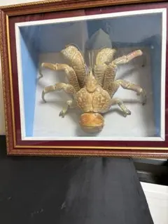 2026年最新】剥製 ヤシガニの人気アイテム - メルカリ