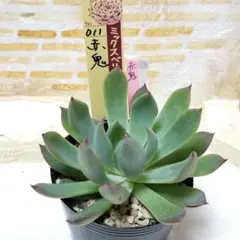 2026年最新】おらいさん苗 青鬼の人気アイテム - メルカリ