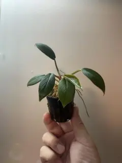 2026年最新】ホマロメナ Homalomenaの人気アイテム - メルカリ