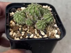 2026年最新】セプルタの人気アイテム - メルカリ