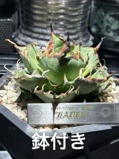 2026年最新】アガベ ハデス 陽炎の人気アイテム - メルカリ