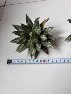 2026年最新】ドライガーデン セットの人気アイテム - メルカリ