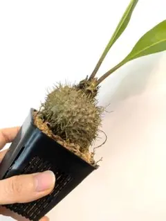 2026年最新】ミルメコディアの人気アイテム - メルカリ