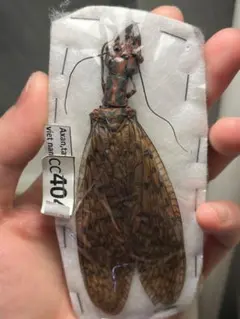 サカダチコノハナナフシ9匹セット＋ ギガンティアナナフシ一匹 標本箱