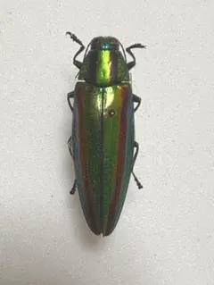 2026年最新】タマムシ 標本の人気アイテム - メルカリ