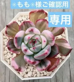 2026年最新】フラメンコ錦の人気アイテム - メルカリ