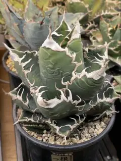 2026年最新】スーパーチタノタの人気アイテム - メルカリ