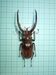 2026年最新】ミヤマクワガタ 標本の人気アイテム - メルカリ