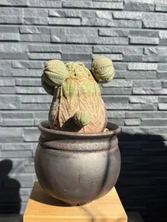 2026年最新】山中勇人 鉢の人気アイテム - メルカリ