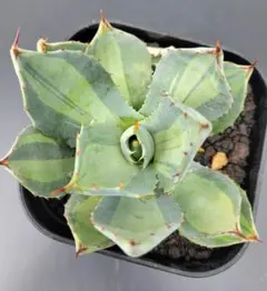 2026年最新】吉祥天錦の人気アイテム - メルカリ