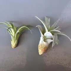 2026年最新】エアープランツ 希少の人気アイテム - メルカリ