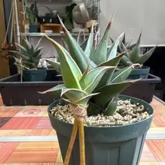 2026年最新】サンセベリア ピングイキュラの人気アイテム - メルカリ