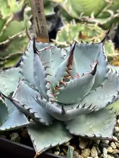 2026年最新】アガベ ハイブリッドの人気アイテム - メルカリ