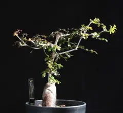 2026年最新】パキプス 根挿しの人気アイテム - メルカリ