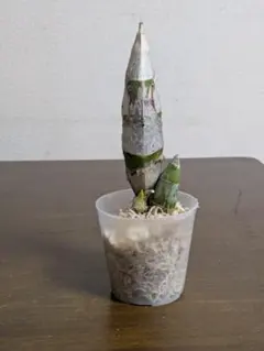 2026年最新】たけのこ蘭の人気アイテム - メルカリ