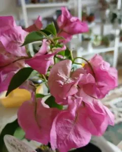 2026年最新】ブーゲンビリアの人気アイテム - メルカリ