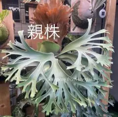 2026年最新】ginka ビカクシダの人気アイテム - メルカリ