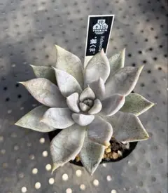 2026年最新】優木園の人気アイテム - メルカリ