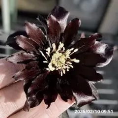 2026年最新】クリスマスローズ ブラックマジックの人気アイテム - メルカリ