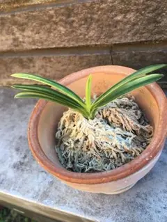 2026年最新】羆 富貴蘭の人気アイテム - メルカリ