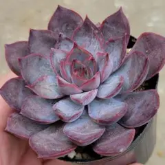 2026年最新】ロウルサンコさん苗の人気アイテム - メルカリ