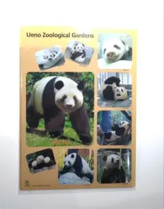 2026年最新】シャオシャオ レイレイ クリアファイルの人気アイテム