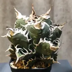 2026年最新】アガベ悪魔くんの人気アイテム - メルカリ