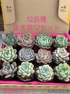 2026年最新】simijimiさん苗の人気アイテム - メルカリ