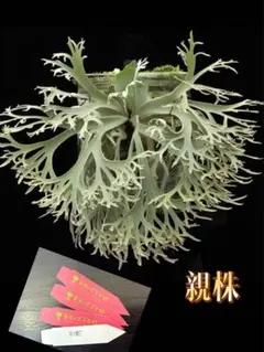 2026年最新】ビカクシダ ジェニーの人気アイテム - メルカリ