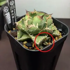 2026年最新】麻花龍の人気アイテム - メルカリ