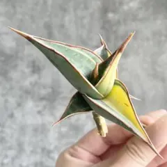 2026年最新】サンスベリア ピングイキュラ 斑入りの人気アイテム